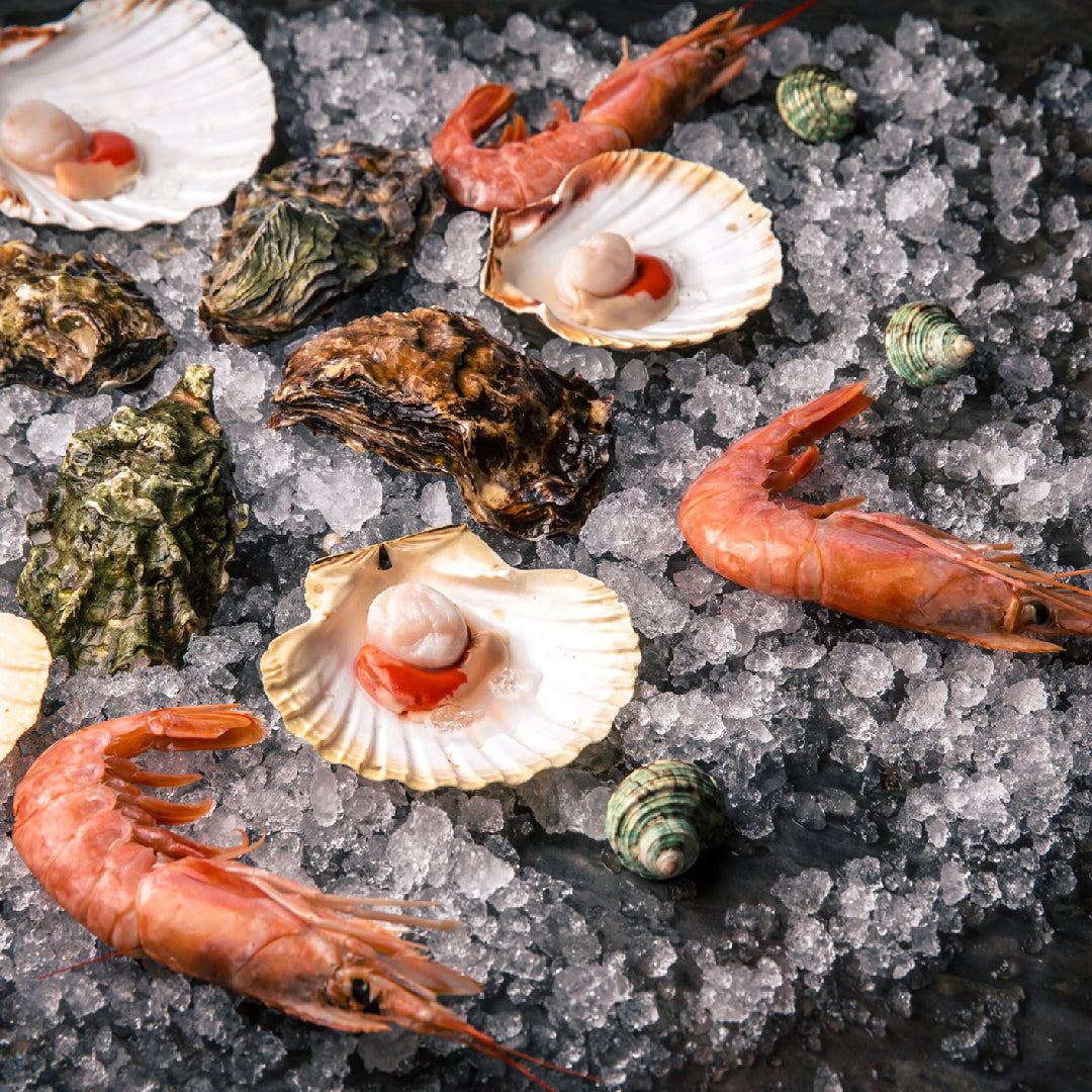 Fresh live scallops in their shells displayed on ice at a premium seafood market with Hokkaido and Alaskan varieties side by side