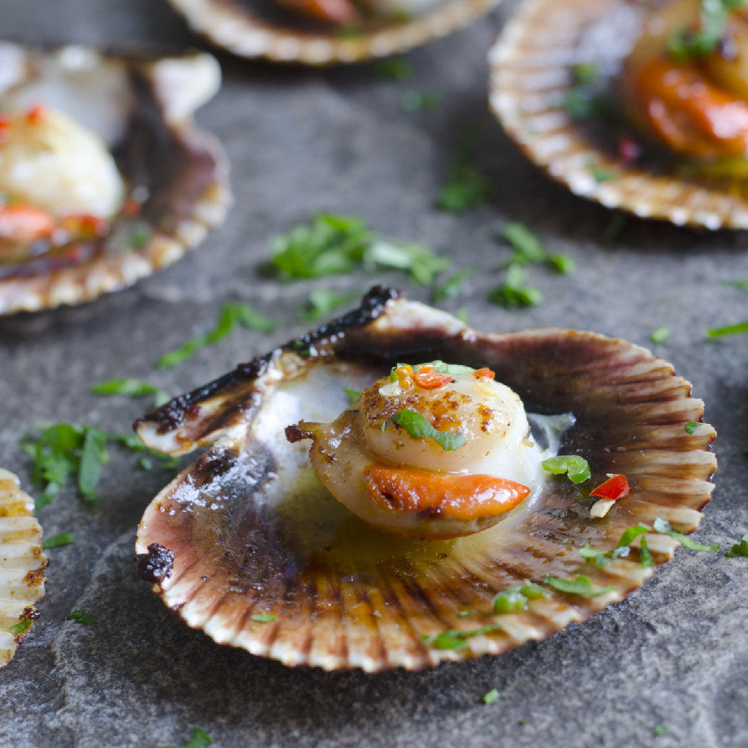 Golden pan-seared live scallops with a caramelized crust served on a white plate with lemon wedges and fresh herbs