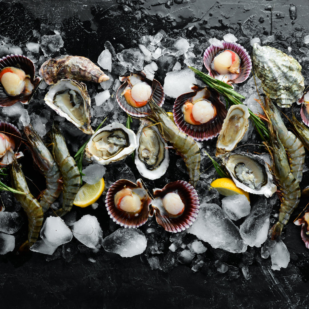Live scallops stored in a breathable container on ice for maximum freshness