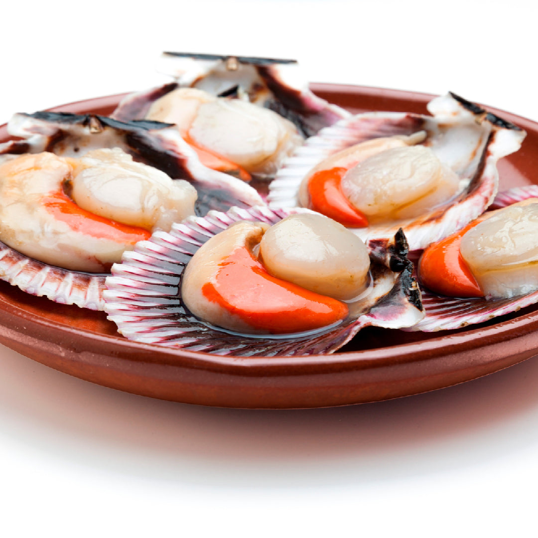 The Surprising Benefits of Eating Live Scallops