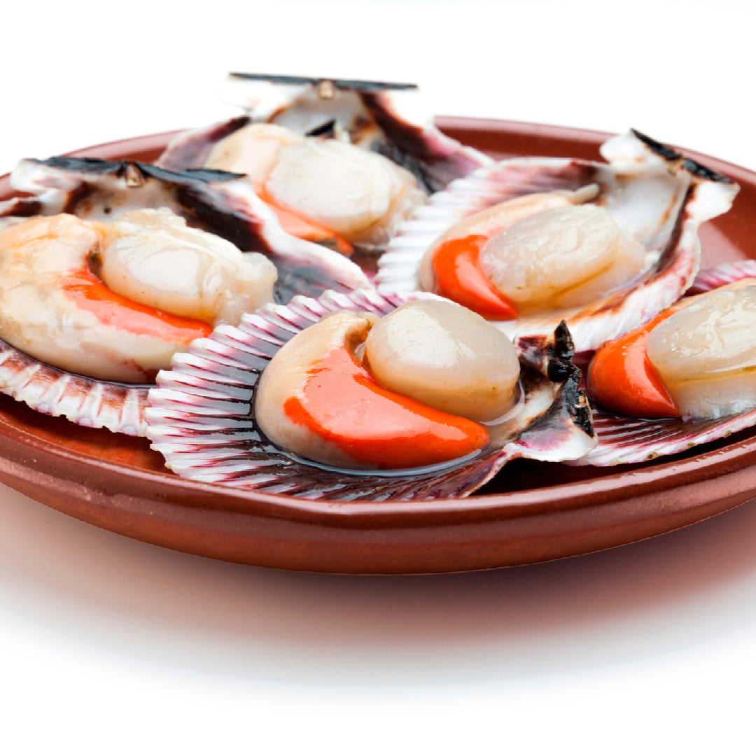 Fresh live scallops in the shell on ice, showing plump white meat and natural ocean texture