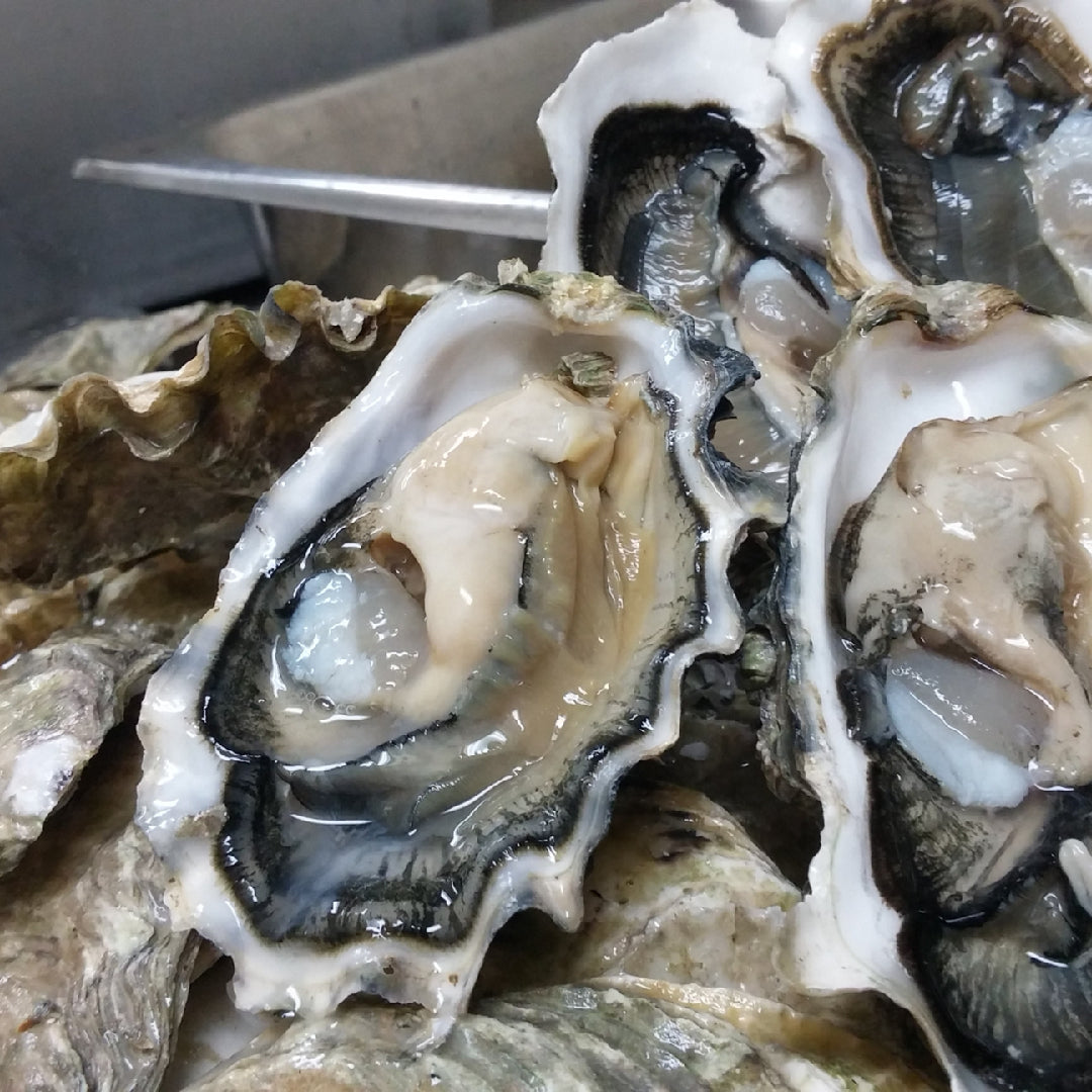 Fresh oyster being shucked showing the oyster liquor — the clear, briny liquid pooled in the shell that is one of the most flavorful cooking ingredients available from fresh shellfish