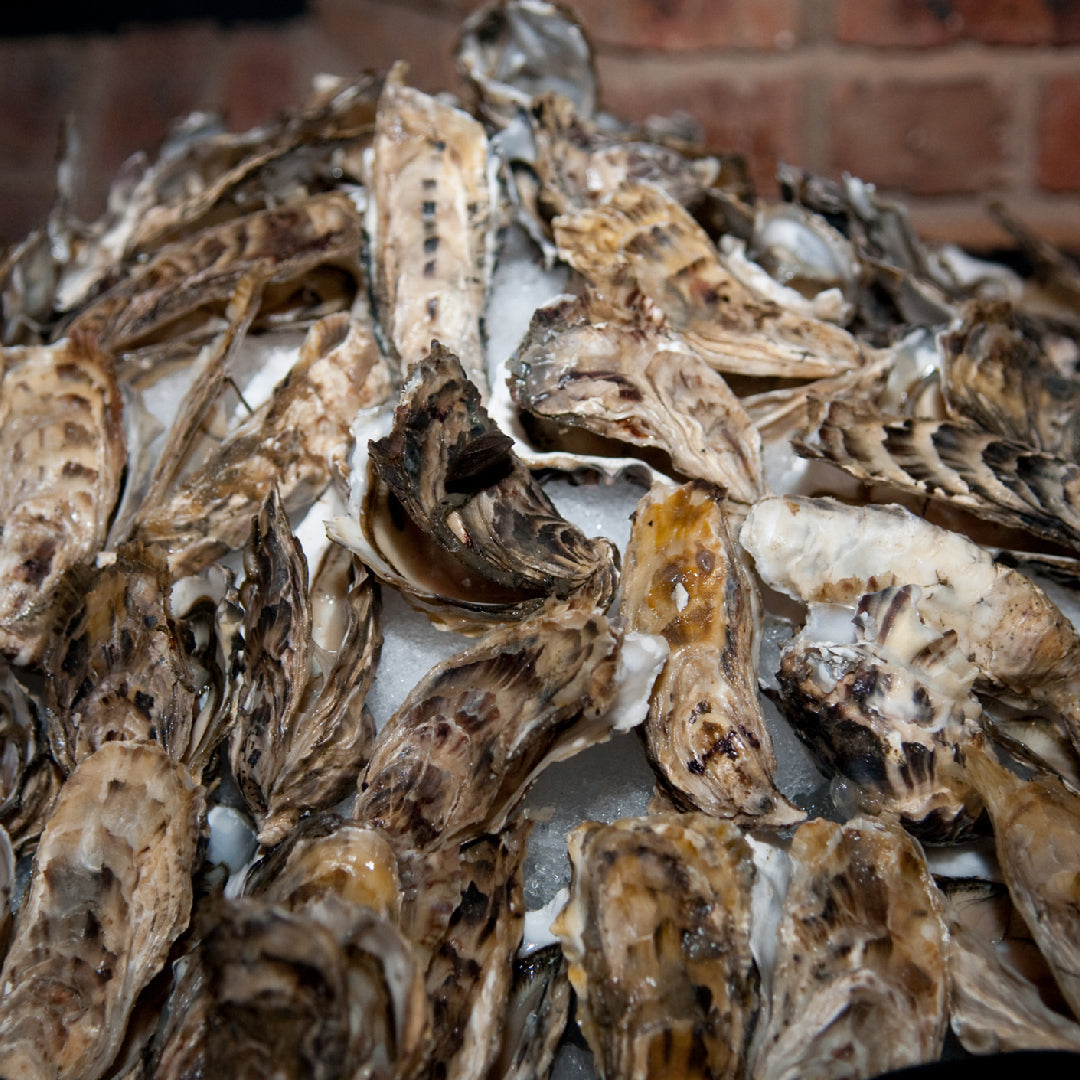 Volunteers placing recycled oyster shells into coastal waters as part of an oyster reef restoration project