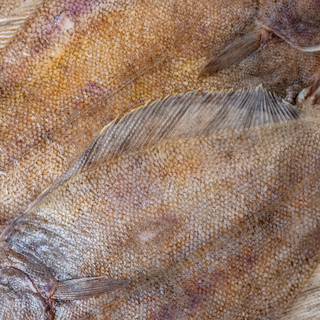 Fresh Petrale sole fillets displayed on ice at a seafood market counter