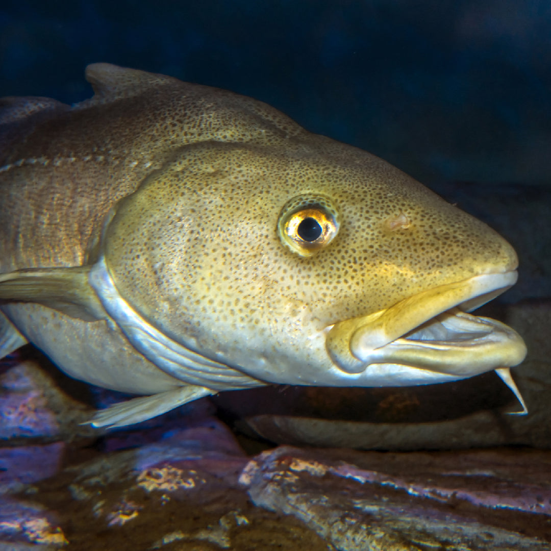 How to Fillet Pacific Cod – Expert Tips for Clean, Bone-Free Fillets