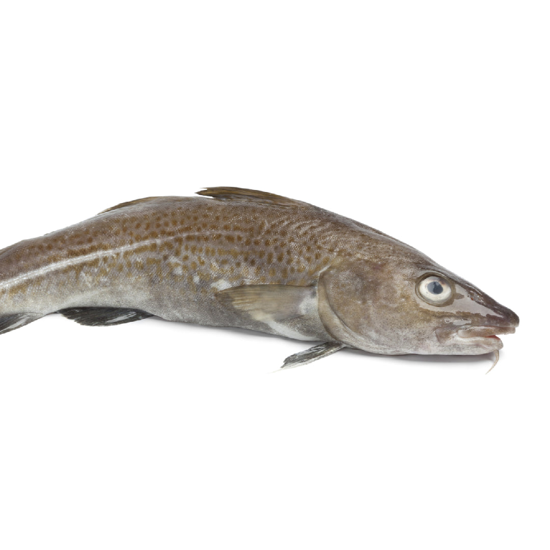 Pacific Cod vs. Atlantic Cod comparison – two wild-caught whitefish fillets side by side showing texture differences: Pacific Cod (firmer, leaner) vs. Atlantic Cod (flakier, slightly richer), both low-mercury and high in protein