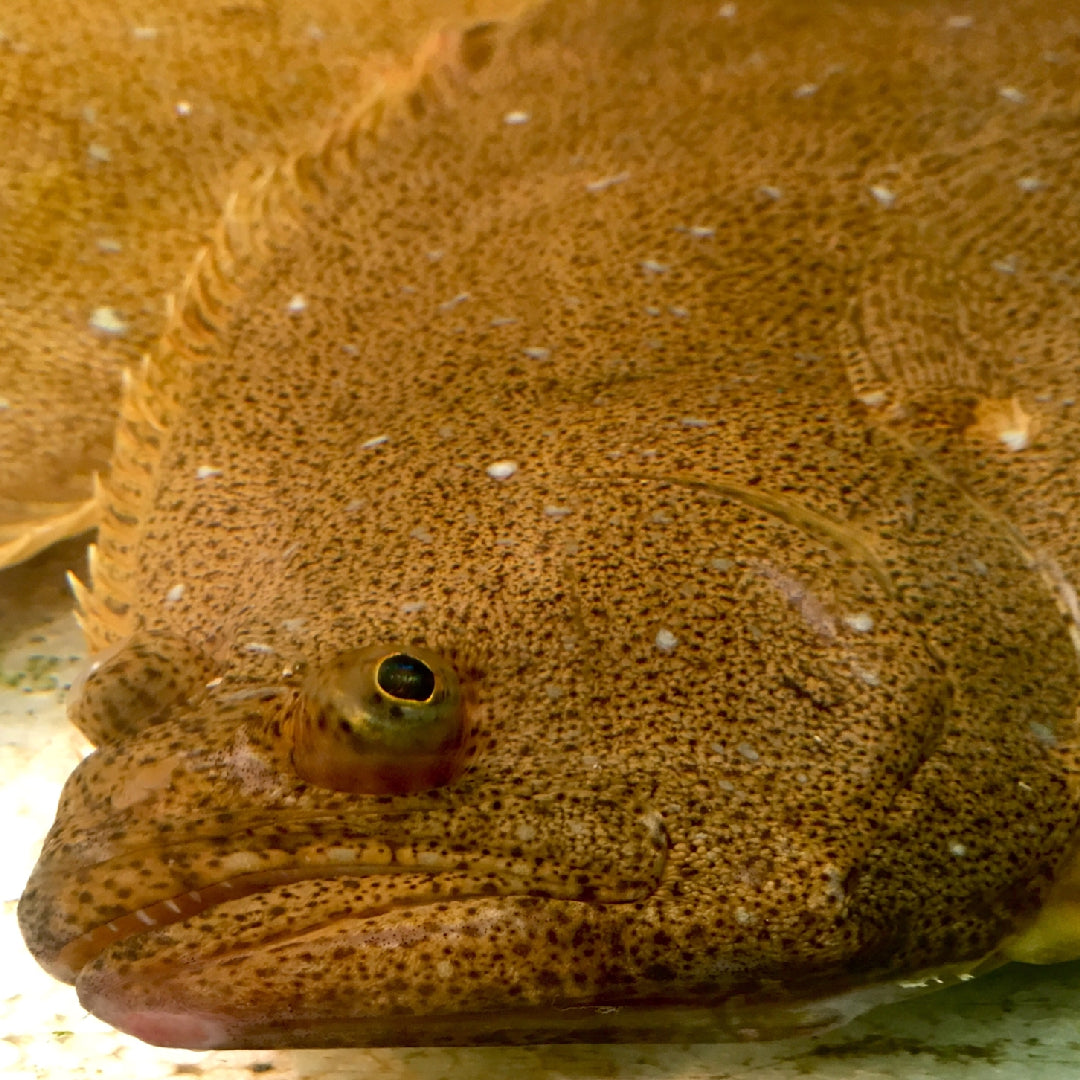 Fresh Petrale Sole fillets on ice at a seafood market, showcasing the delicate white flesh and mild flatfish quality