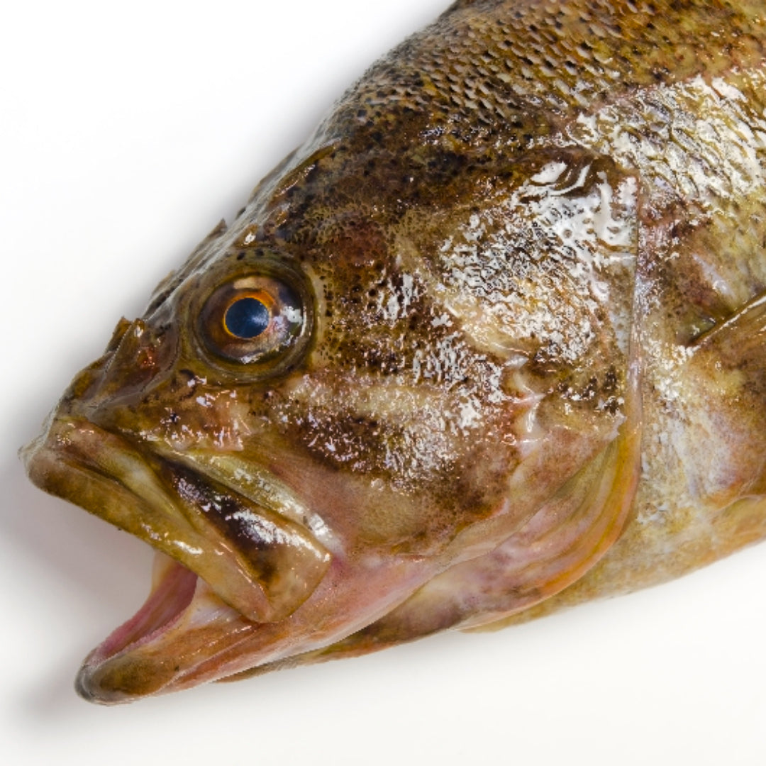 Pan-seared rockfish fillet on a bed of fresh herbs with lemon butter sauce