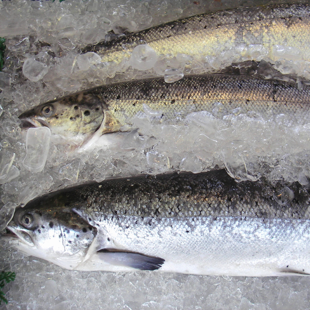 Grilled salmon fillet with lemon and herbs on a summer BBQ grill
