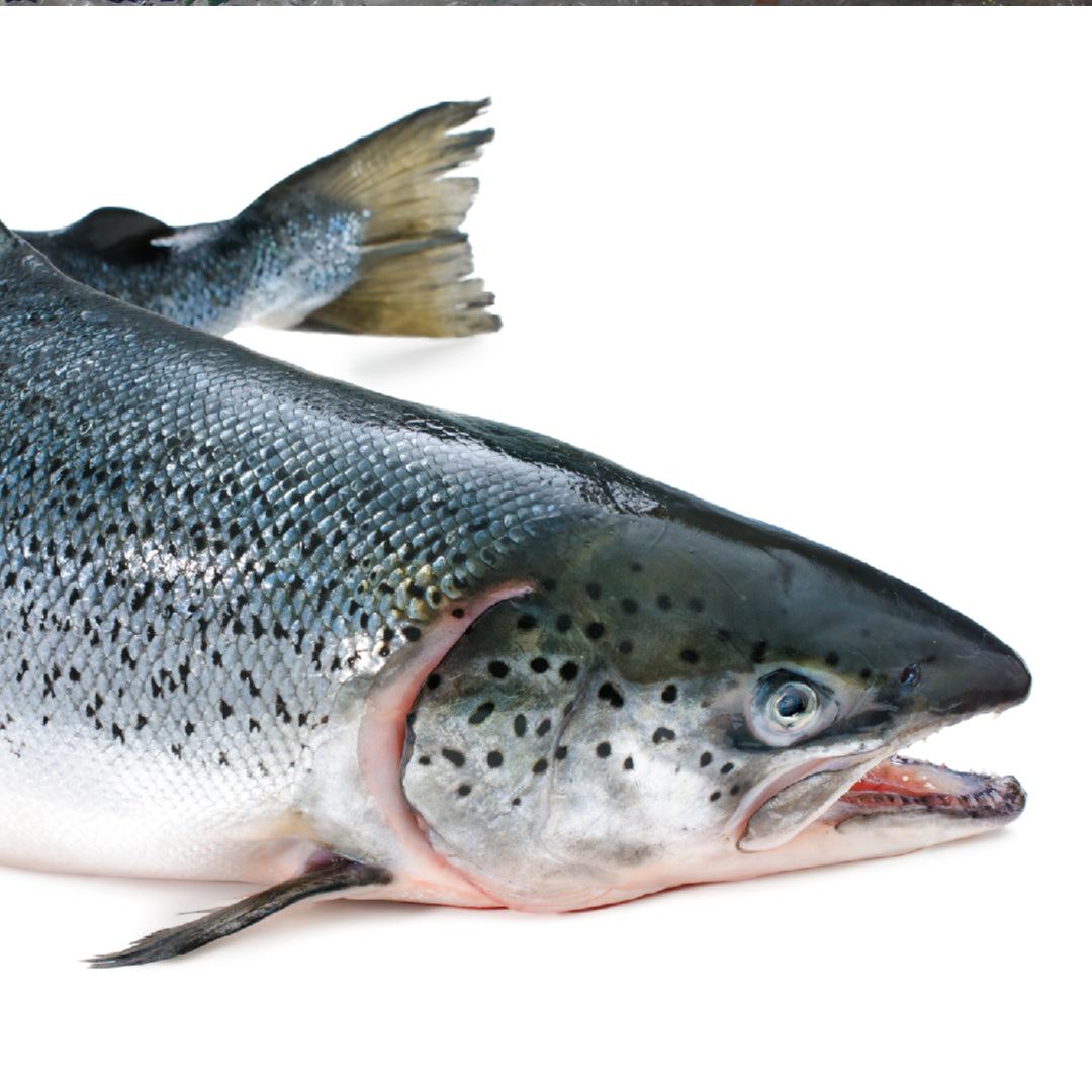 Open can of wild-caught salmon next to fresh salmon fillets and omega-3 rich ingredients