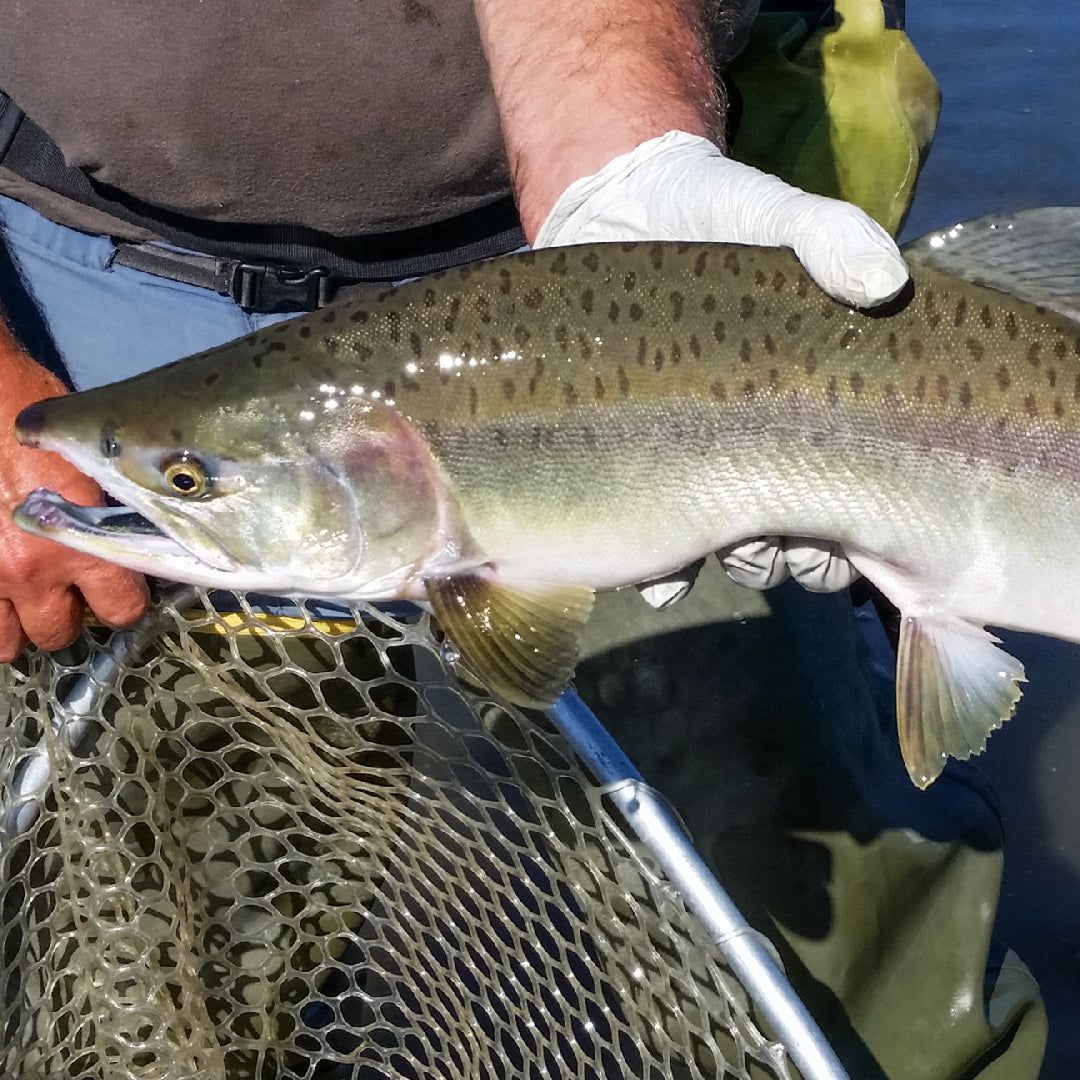 Angler holding a large salmon caught on a river fishing trip