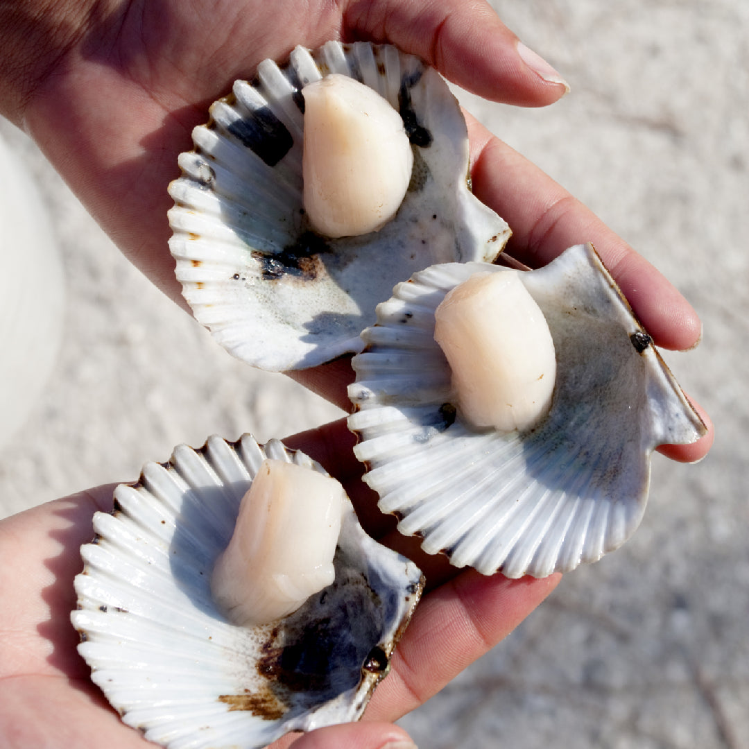 Side-by-side comparison of large diver sea scallops and small bay scallops — showing the dramatic size difference and explaining which to buy for searing, pasta, chowder, and more