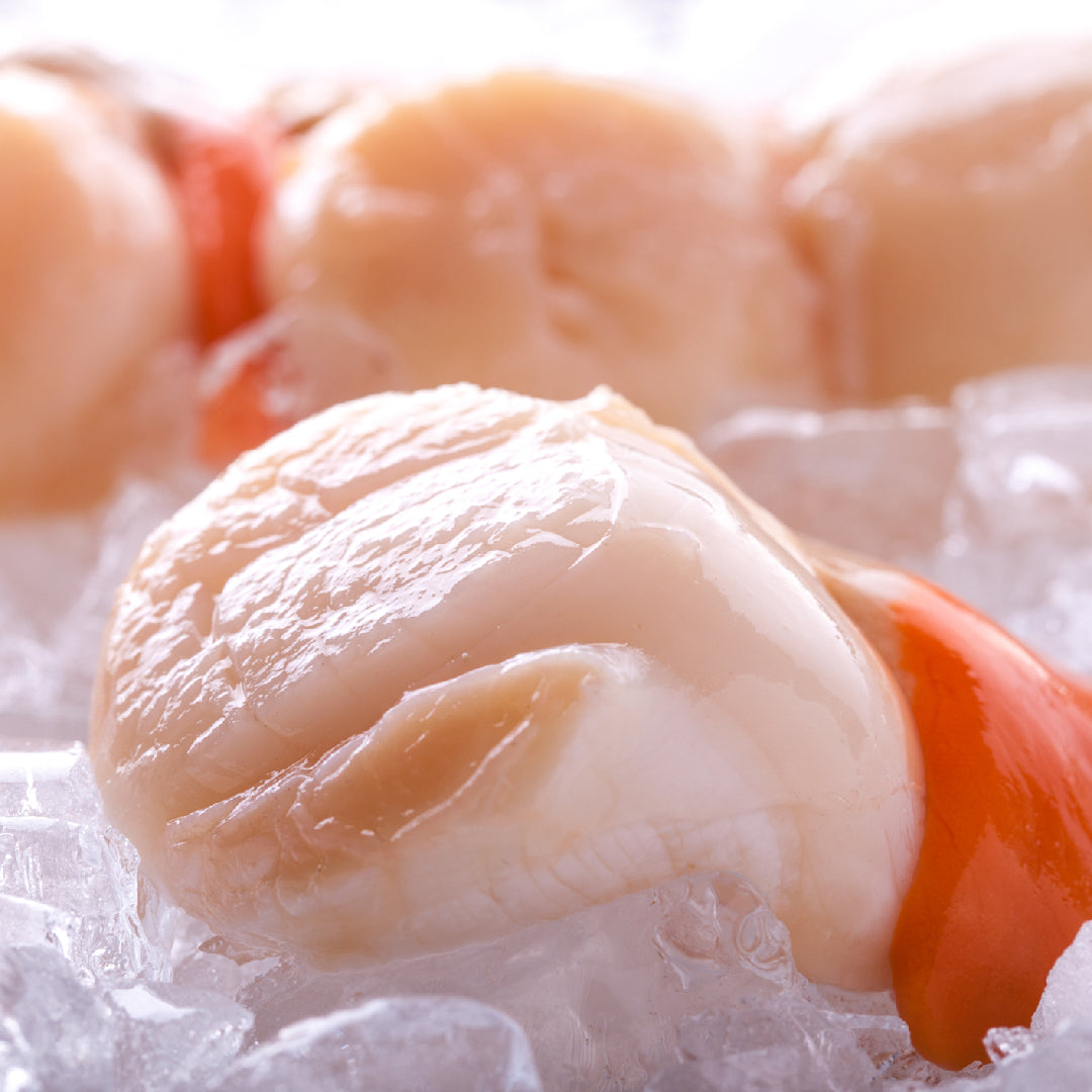 Fresh live scallops on ice being prepared for freezing with vacuum seal bags nearby