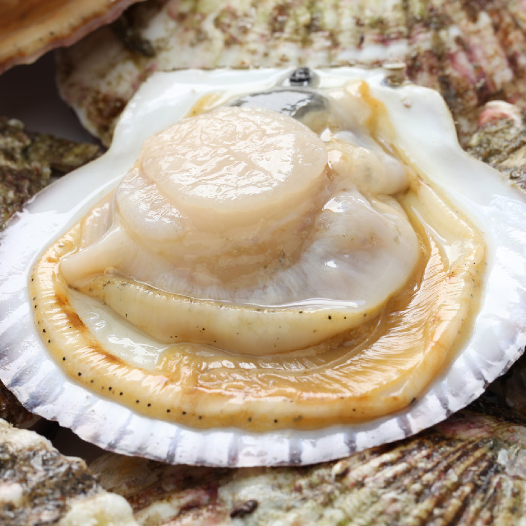 The Environmental Impact of Live Scallop Farming: What You Need to Know