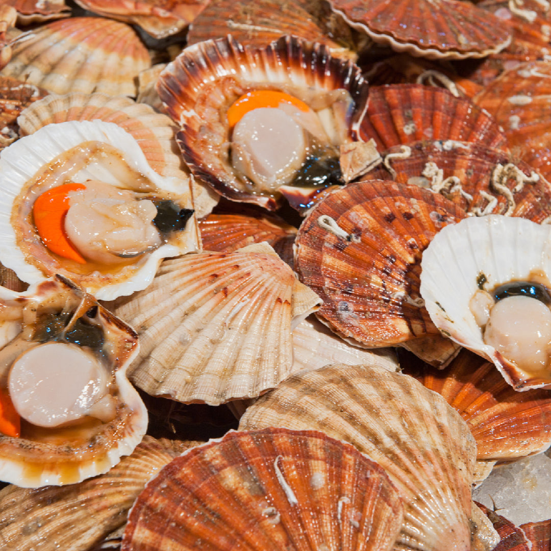 The Ethics of Eating Live Scallops: Is It Morally Justifiable?