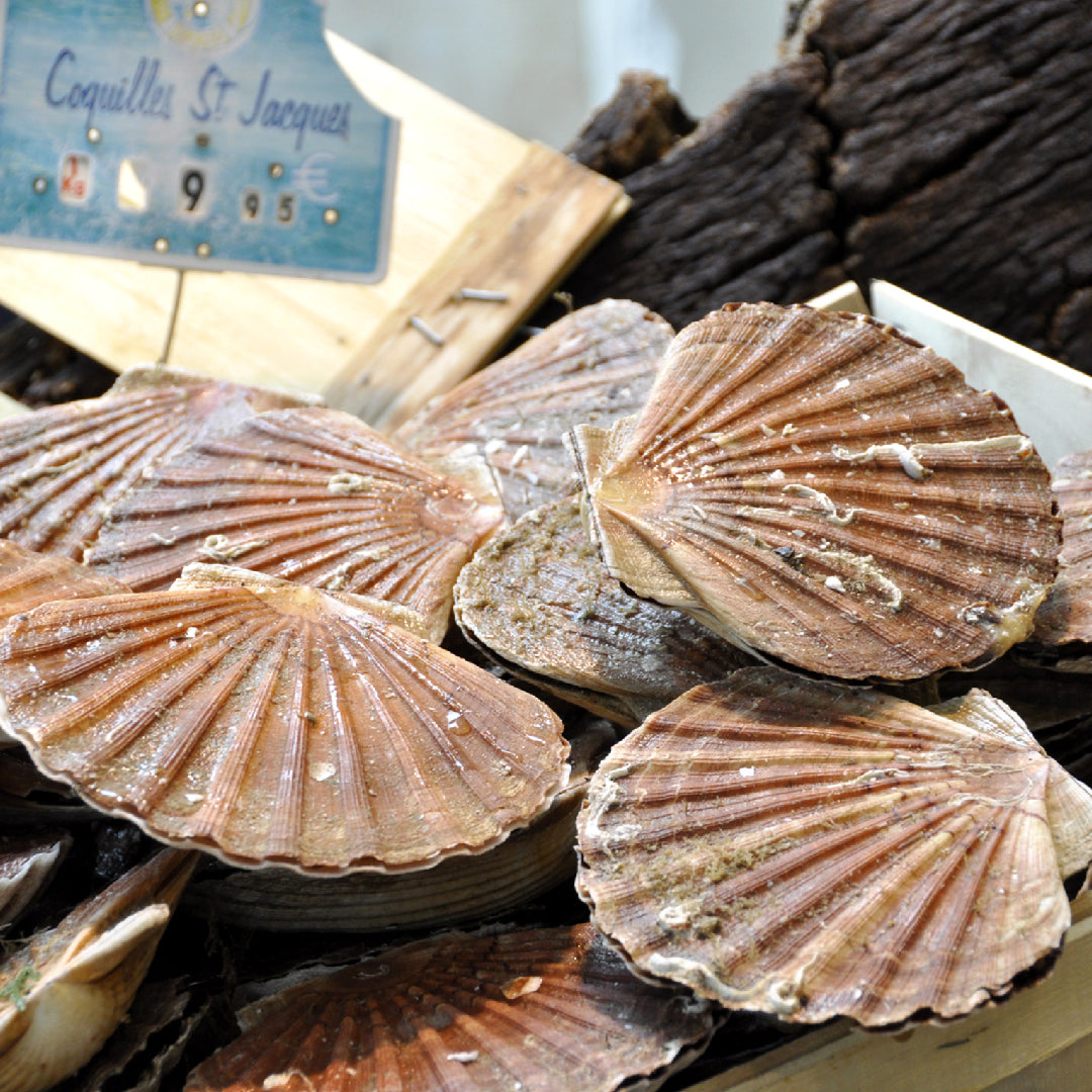Fresh live scallops in the shell showing the creamy white adductor muscle and intact shell — key freshness indicators for buying the best live scallops
