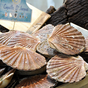 How to Identify the Freshest Live Scallops: A Comprehensive Guide
