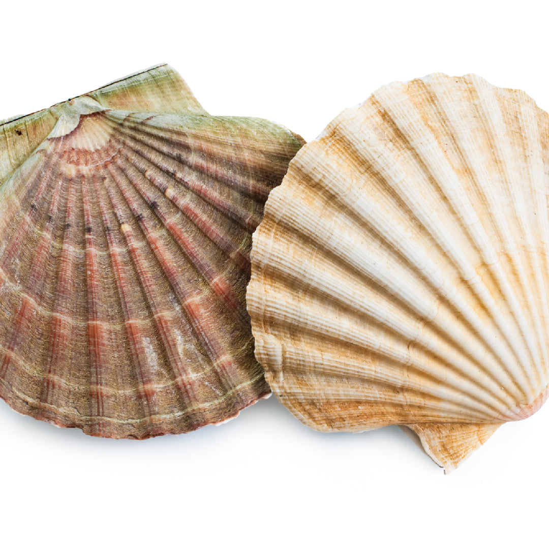 Fresh live scallops in their shells on ice