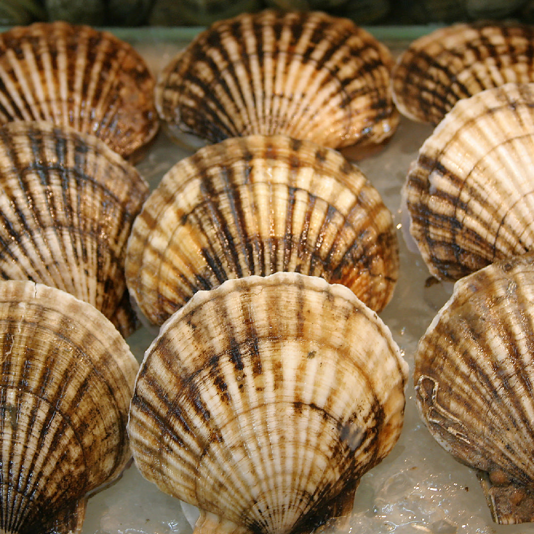 Seared live scallops with golden crust served with lemon butter sauce and fresh herbs