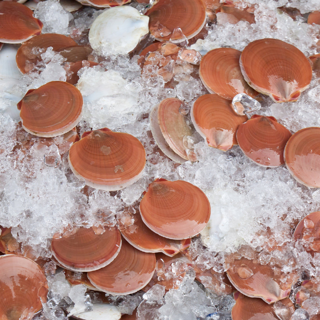 Fresh live scallops in the shell ready for cooking