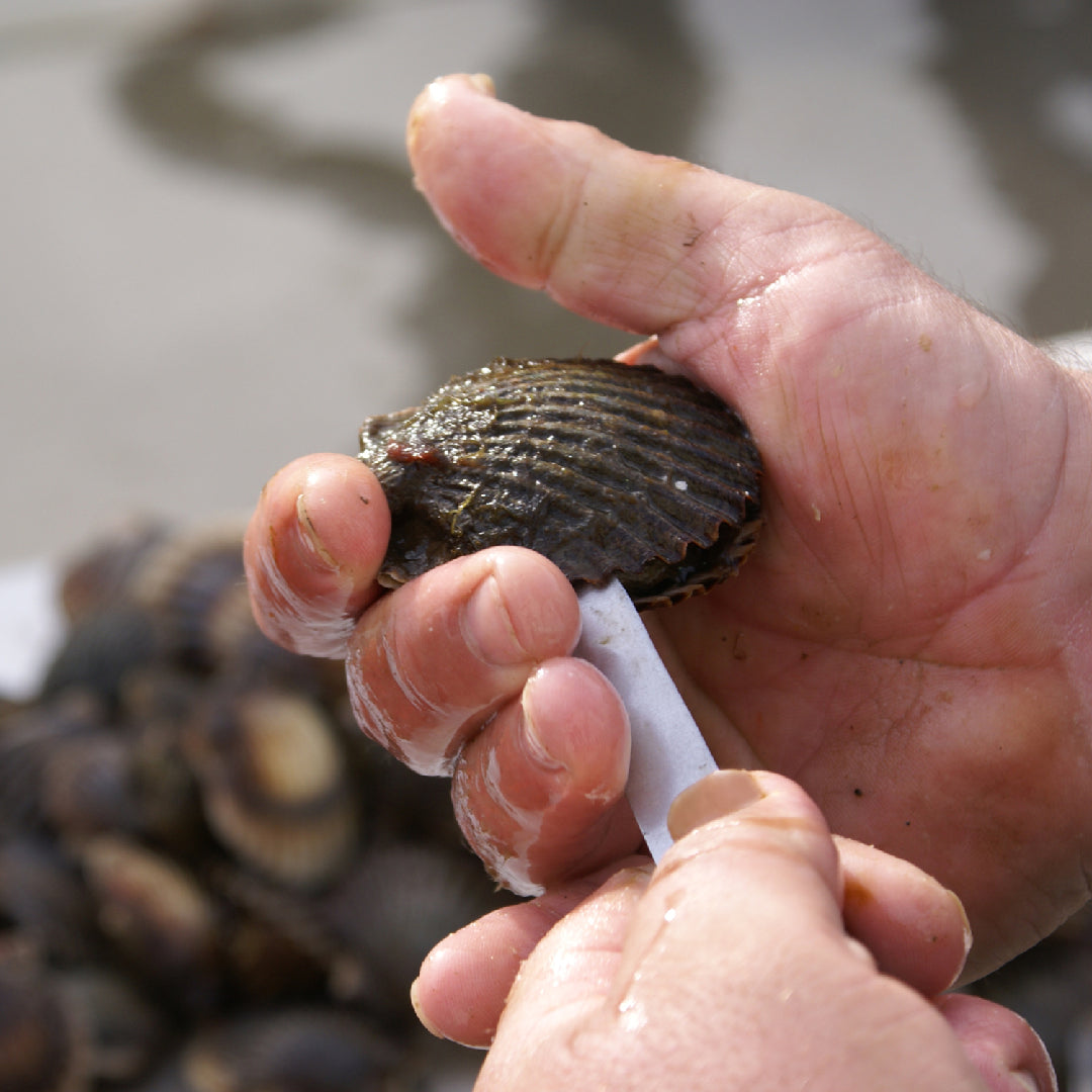Fresh live scallops in their shells showcasing nutritional seafood