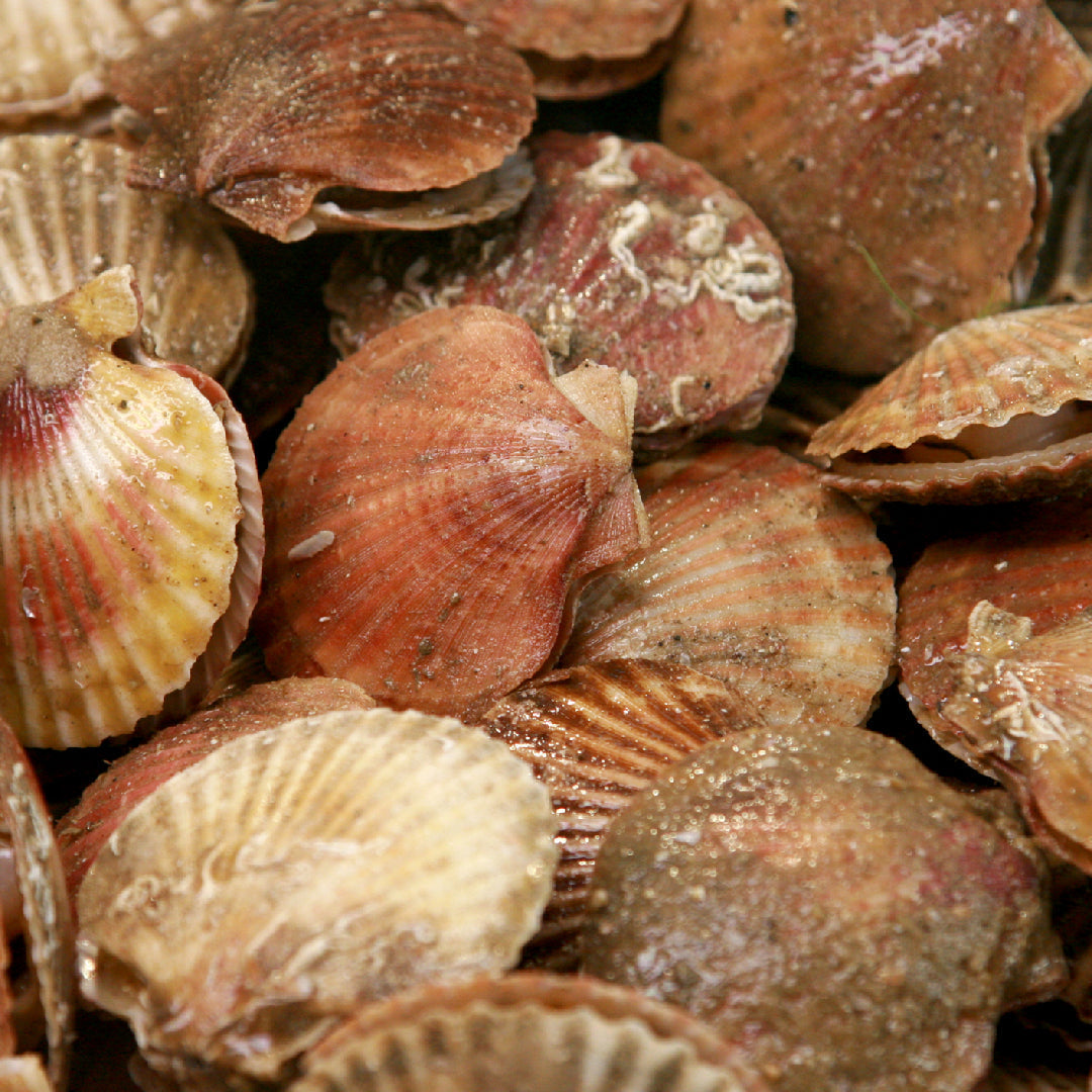 Fresh live scallops in the shell stored on crushed ice in a cooler, showing the proper method for keeping live scallops fresh before cooking
