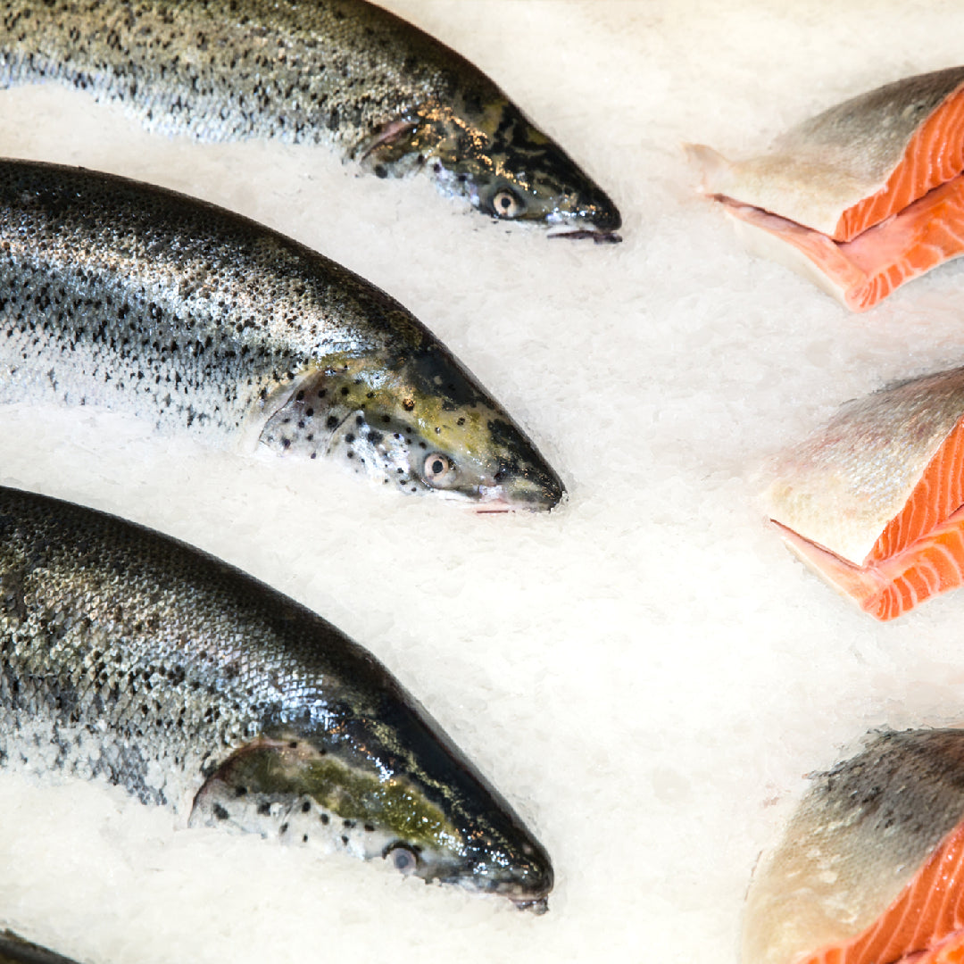 Coho silver salmon fillet with fresh herbs on a dark slate surface
