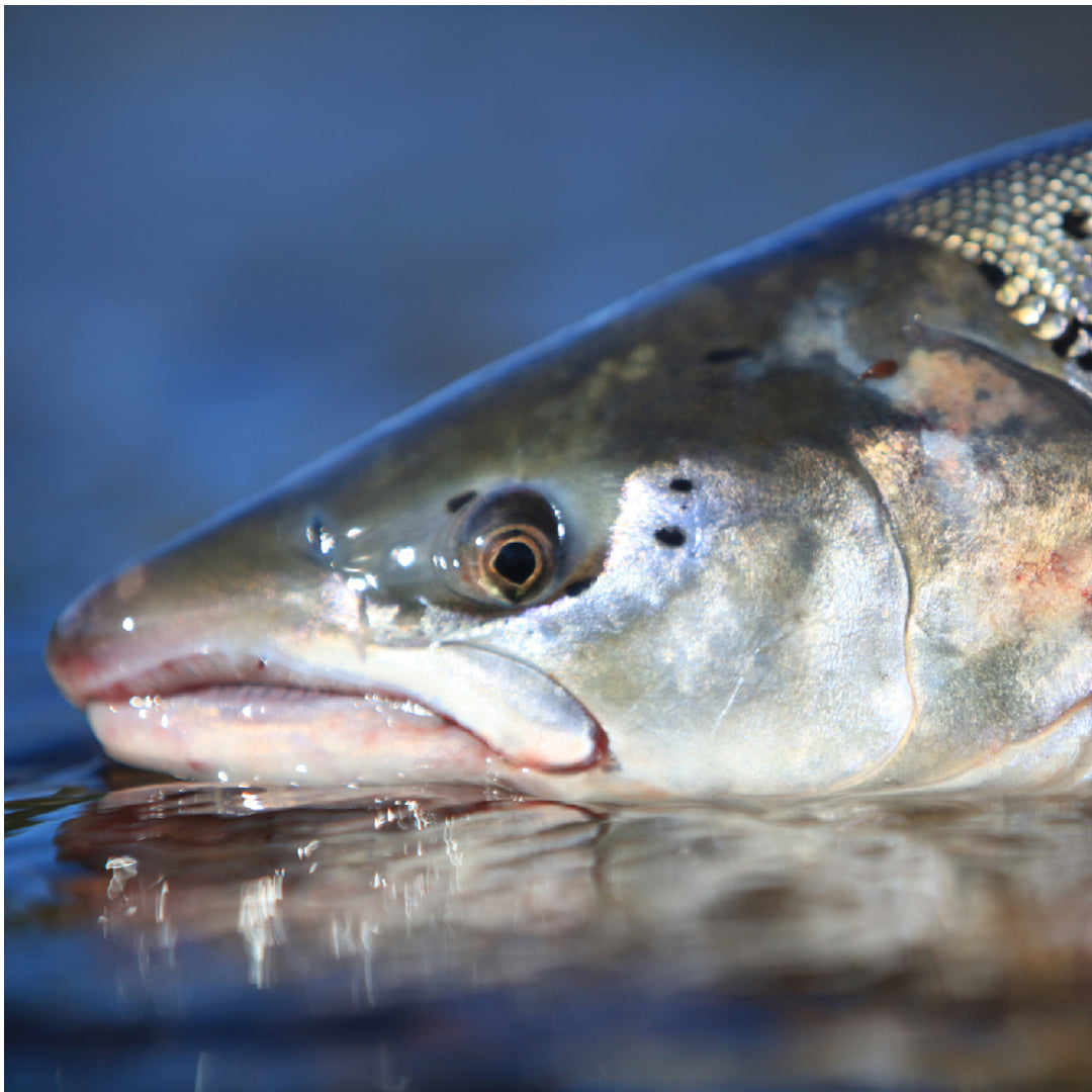 Fresh silver salmon coho fillet with bright silver skin and vibrant orange-red flesh on a cutting board