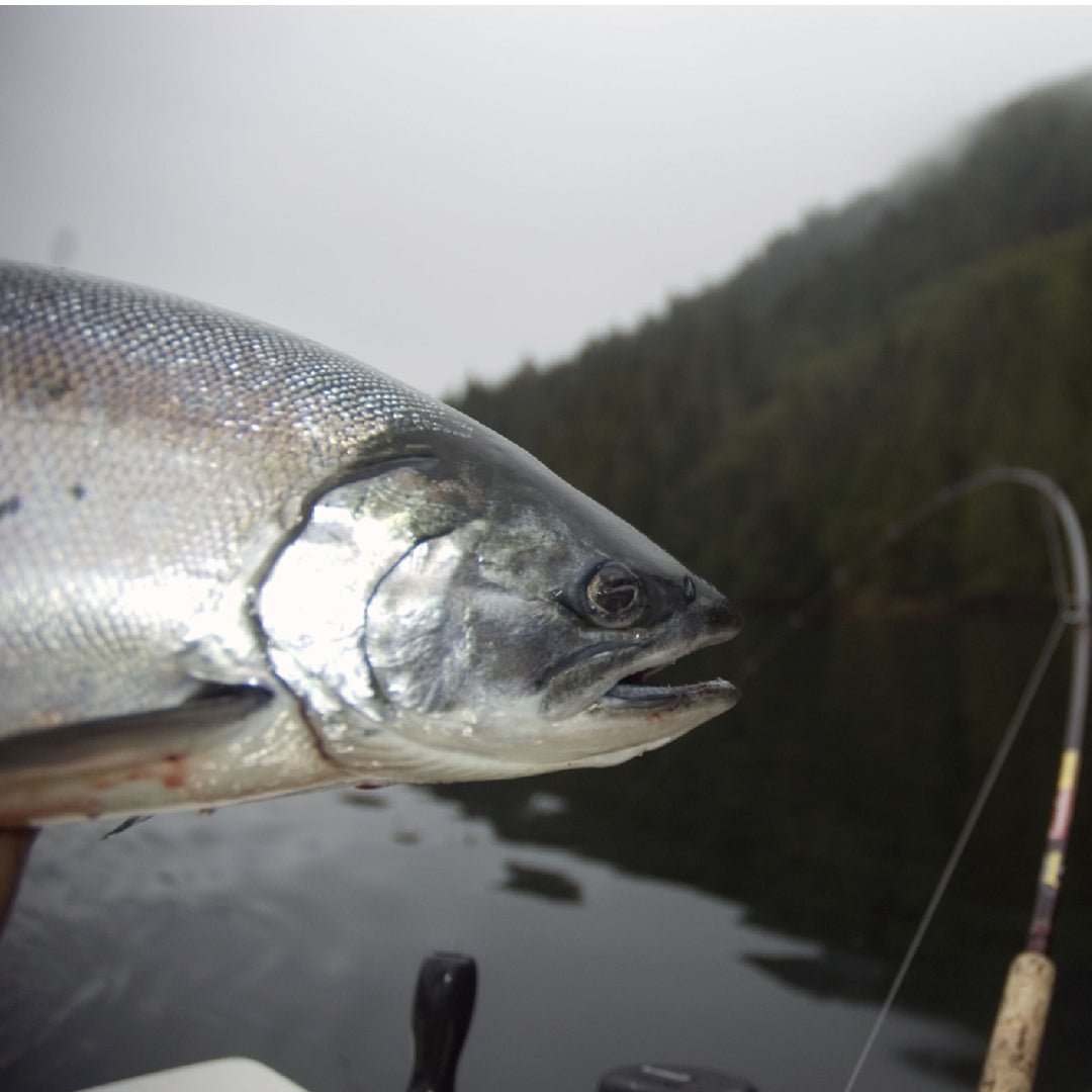 Angler holding a fresh-caught silver coho salmon on a river bank with fishing rod in hand