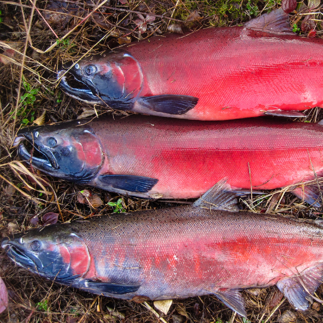 How to Properly Store and Freeze Silver Salmon: A Comprehensive Guide