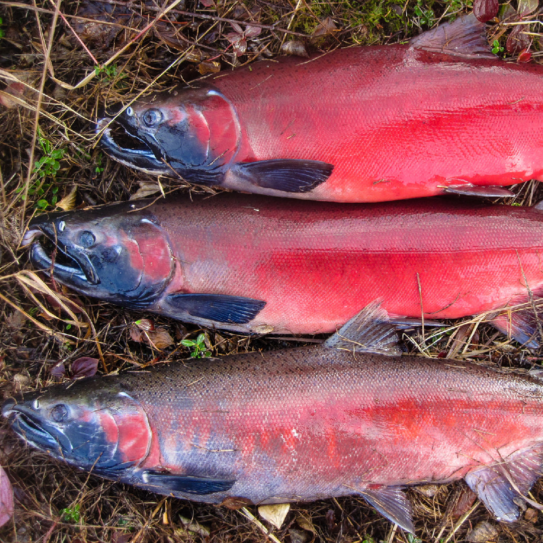 Silver salmon fillets wrapped in plastic and vacuum sealed bags ready for freezer storage