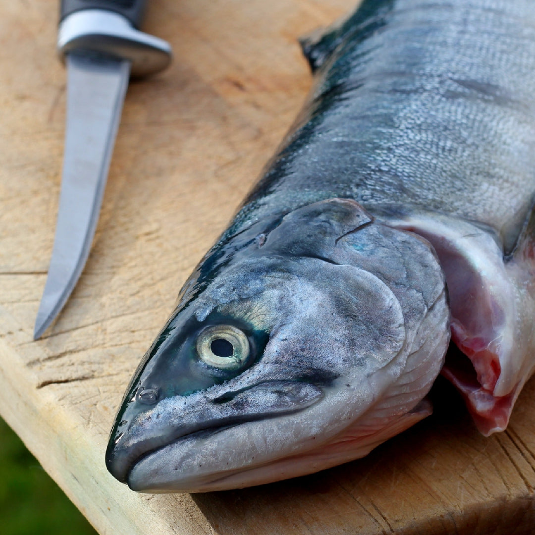 A fresh silver salmon being cleaned and filleted on a wooden cutting board with a sharp fillet knife
