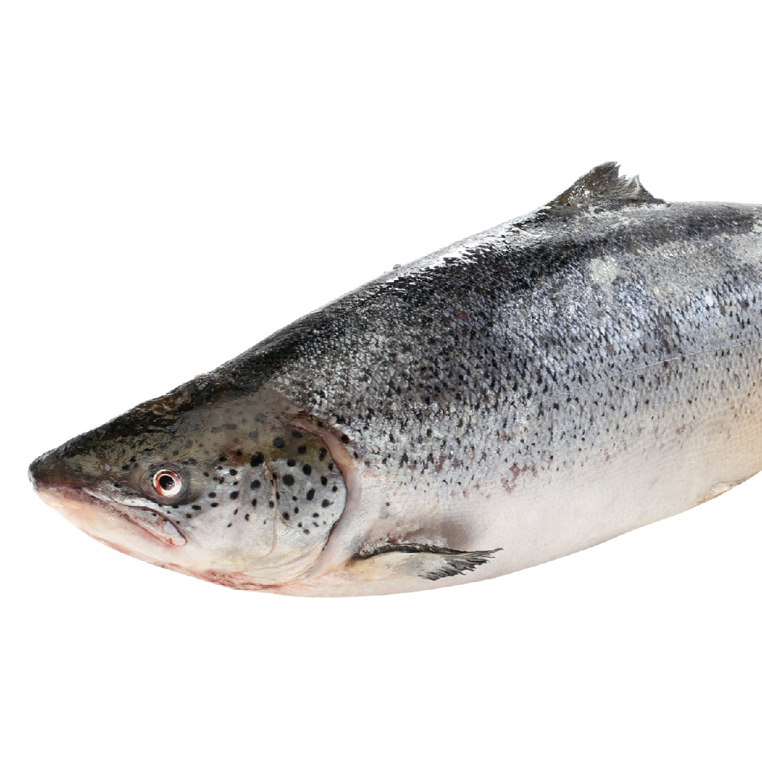 Fresh salmon fillets of various types displayed on ice showing vibrant pink and orange flesh