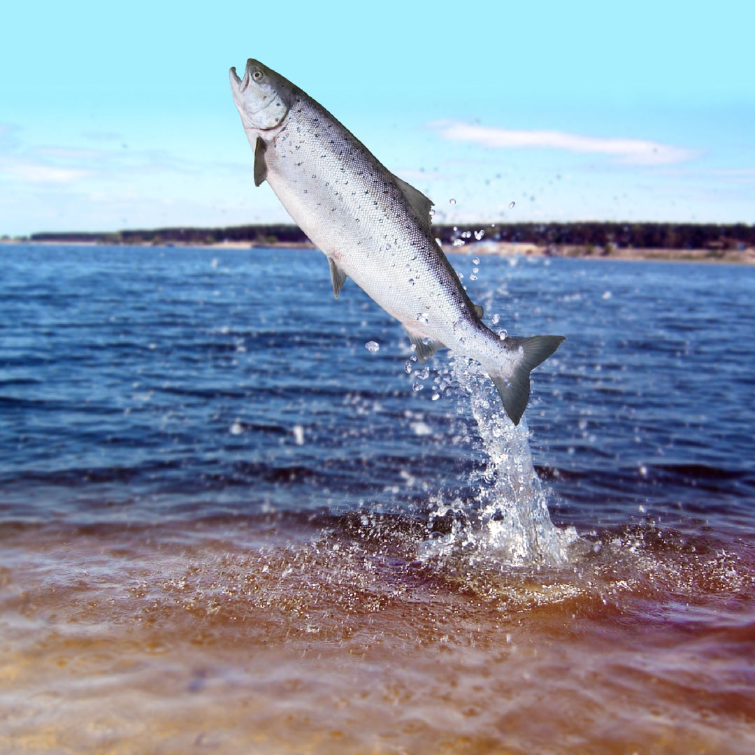 Silver salmon swimming upstream in a clear river during spawning season