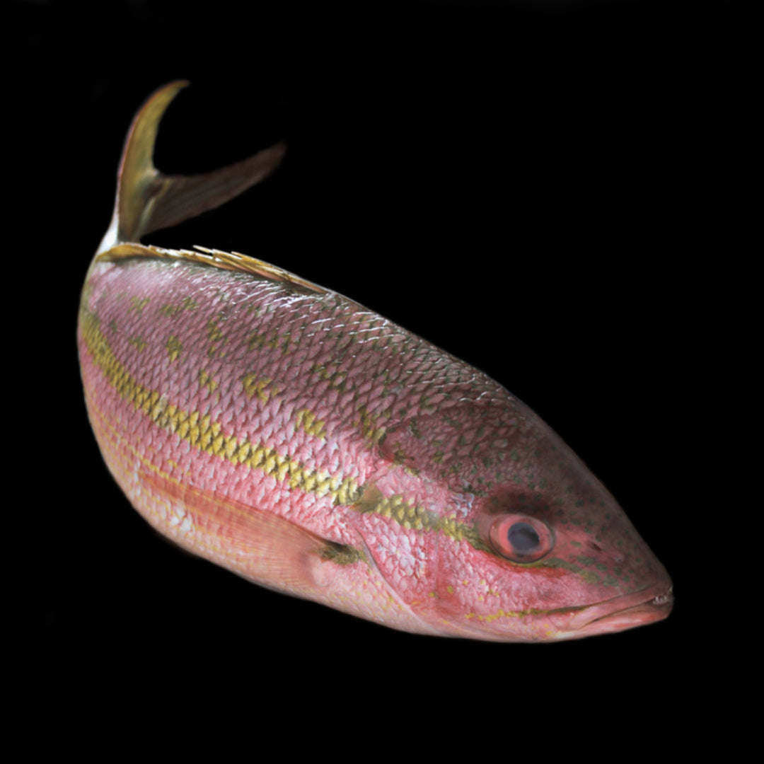 Fresh whole yellowtail snapper with bright yellow stripe, ready to cook