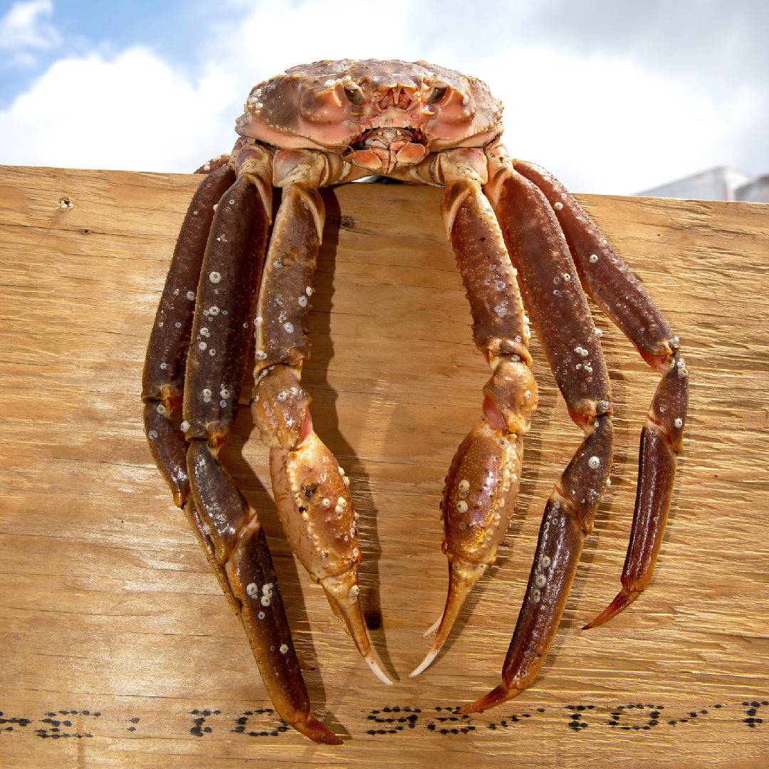Boiled snow crab legs served on a platter with melted butter and lemon wedges