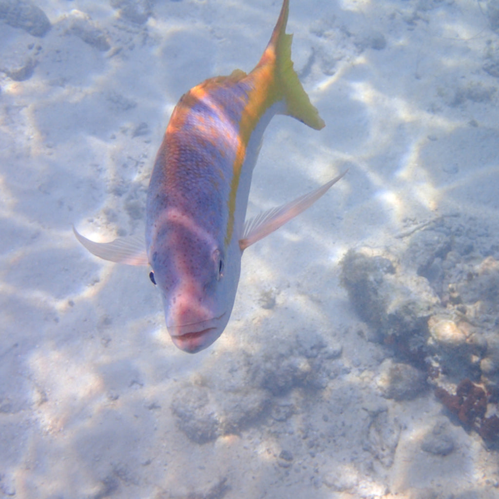 PACIFIC YELLOWTAIL SNAPPER