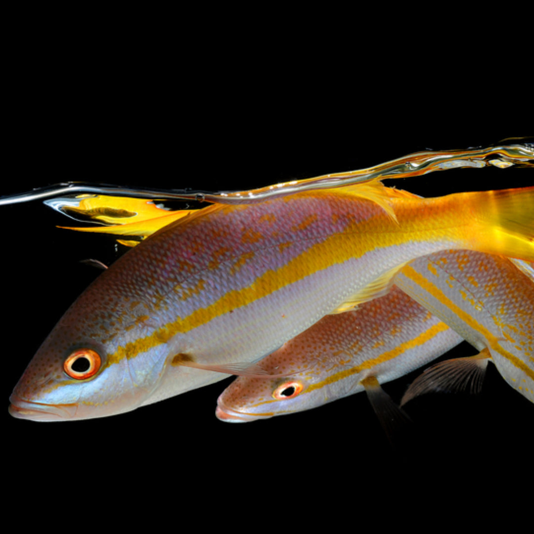 Side-by-side comparison of yellowtail snapper (with distinctive yellow stripe) and red snapper (with rosy red coloration) on a seafood market display