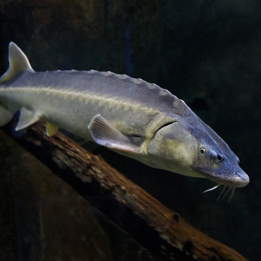 Angler holding a large white sturgeon caught in the Fraser River in British Columbia