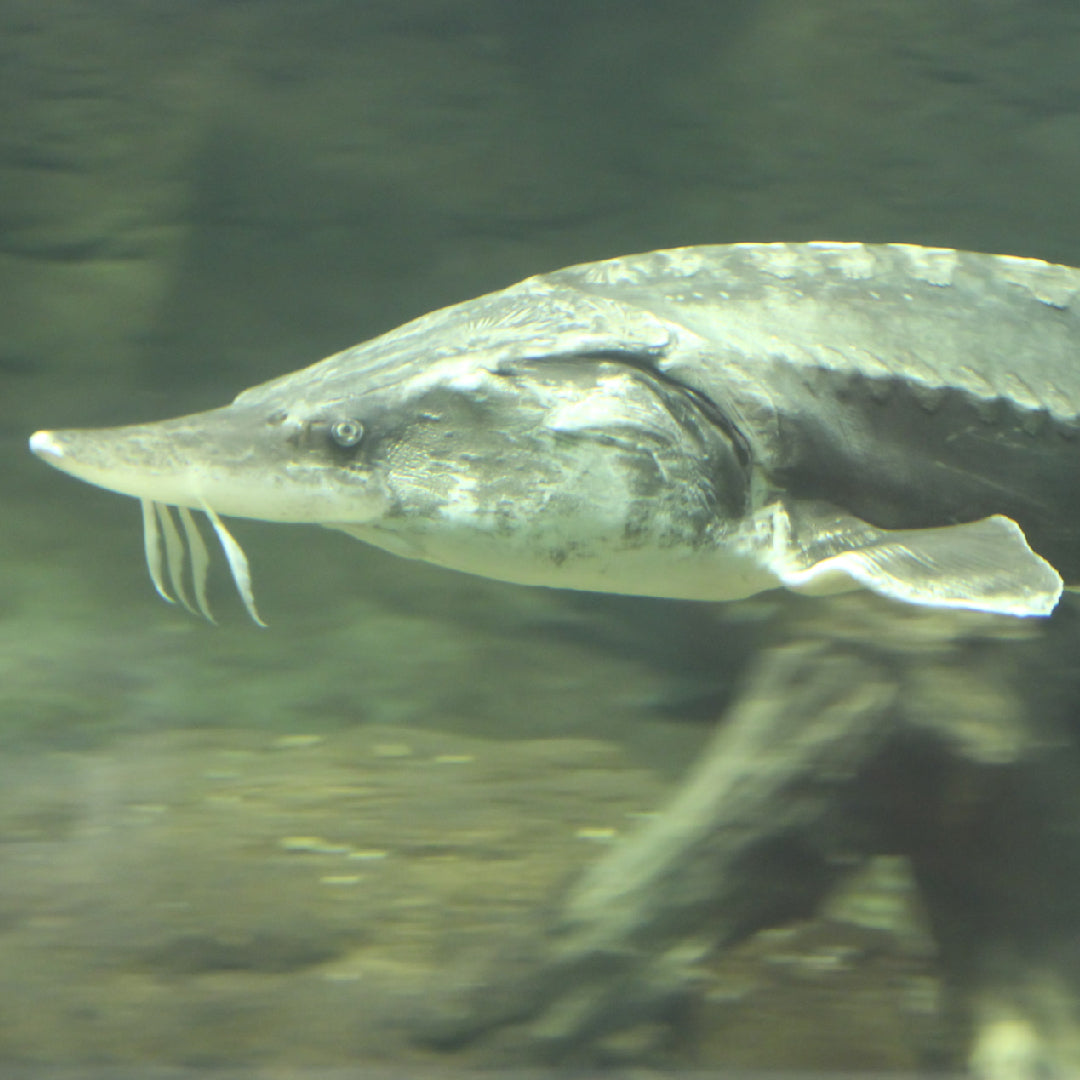 Angler shore fishing for white sturgeon on a river bank