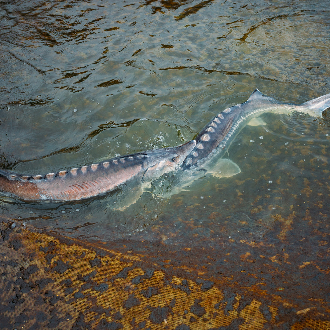 Angler holding a large white sturgeon caught in a freshwater lake using heavy-duty fishing gear