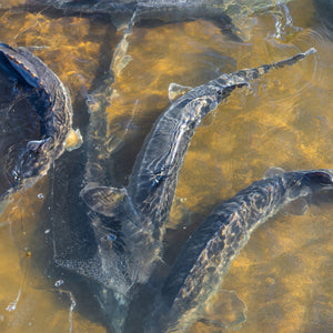 The Ultimate Guide on How to Catch White Sturgeon in the Summer