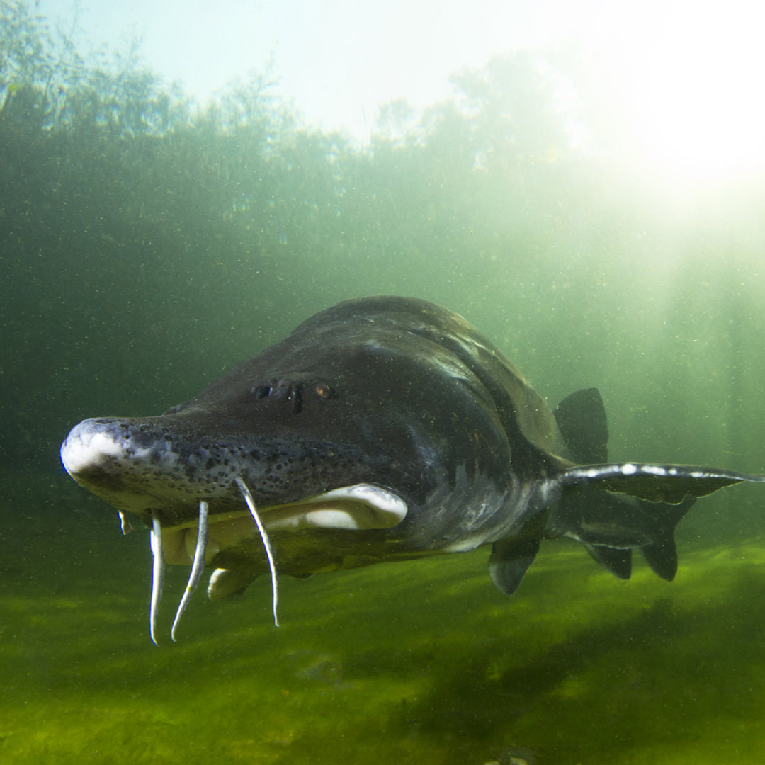 Giant white sturgeon caught in the Fraser River — world record size