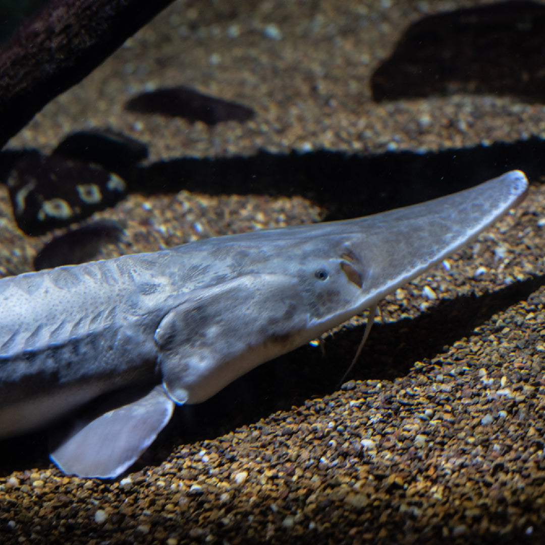 Angler holding a large white sturgeon on the Fraser River in British Columbia