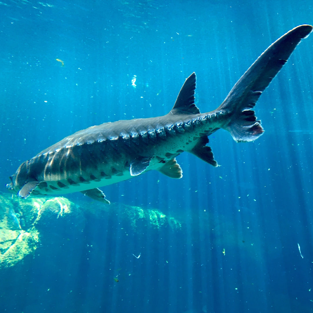 Angler holding a large white sturgeon on a river boat with the Columbia River in the background