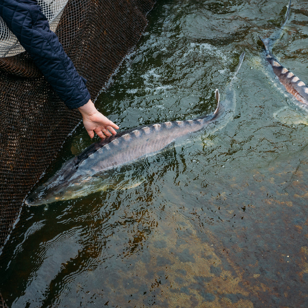 The Ultimate Guide to the Best White Sturgeon Fishing Spots in