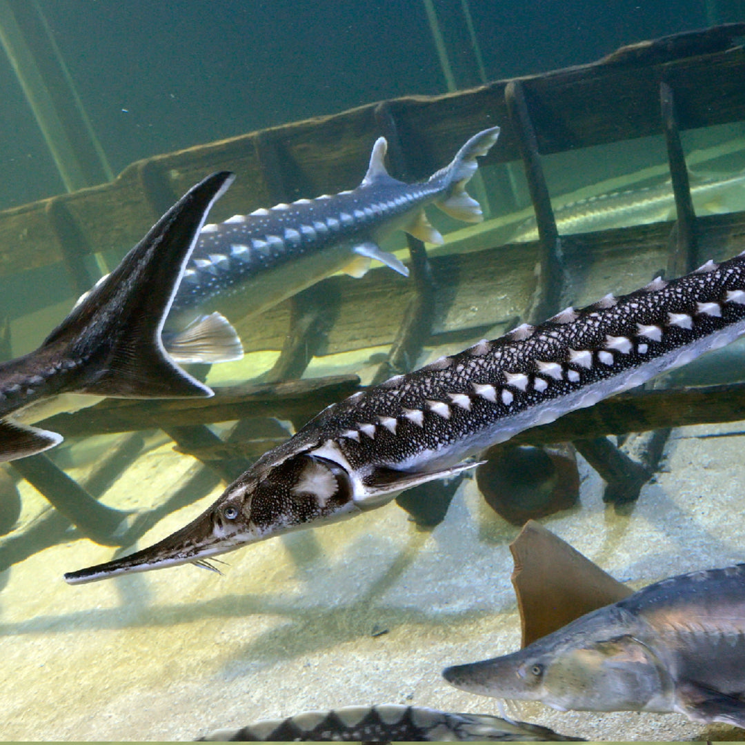 A large white sturgeon being carefully held by an angler over the water in a Pacific Northwest estuary before catch-and-release