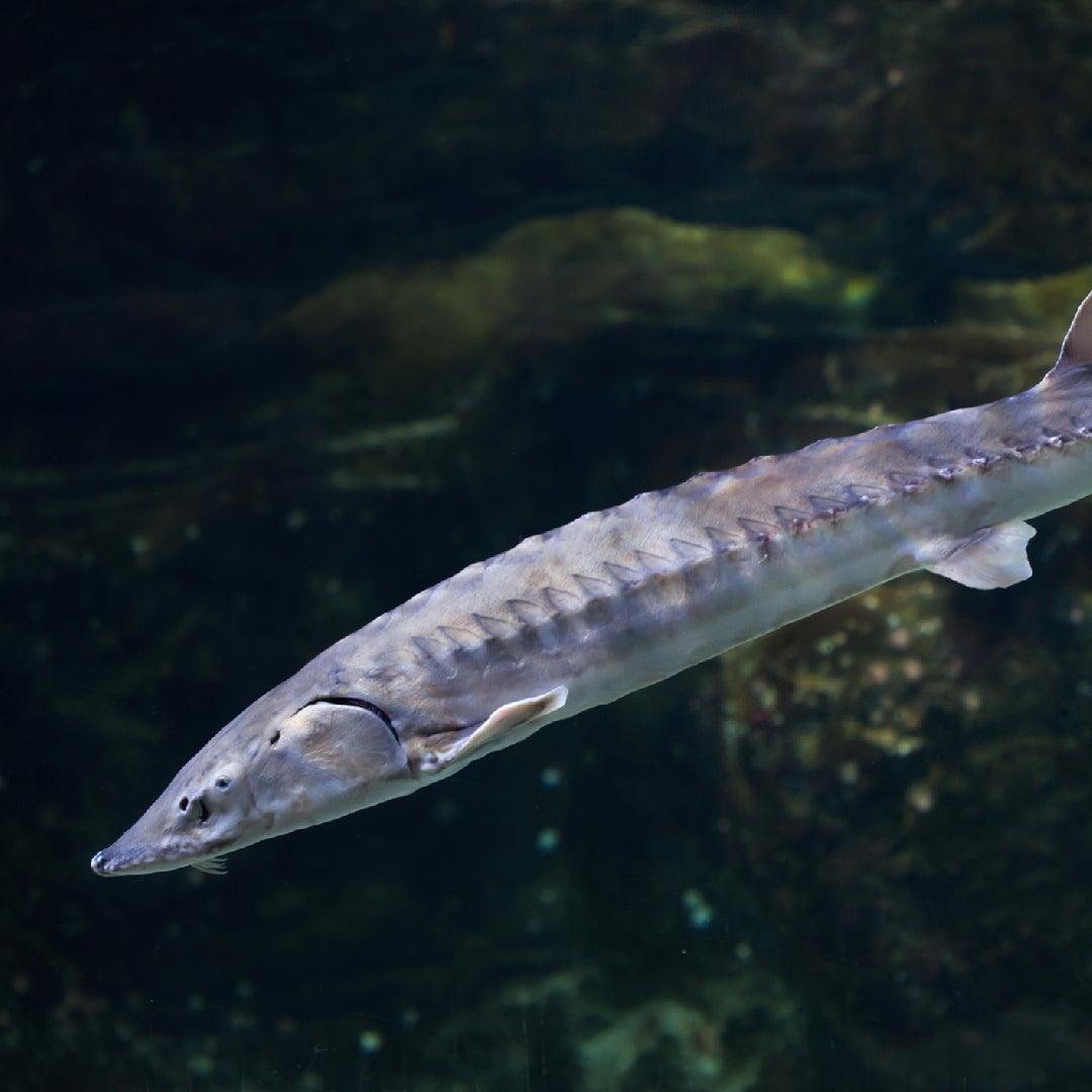 The Best Places to Catch White Sturgeon in the US
