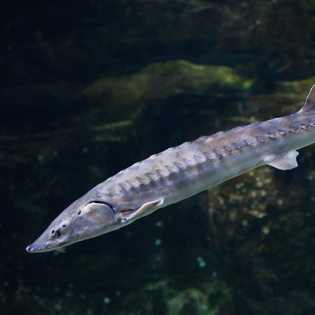 White sturgeon fillet showing the firm, pale flesh and distinctive texture of this ancient fish — the largest freshwater fish in North America and the source of premium American caviar
