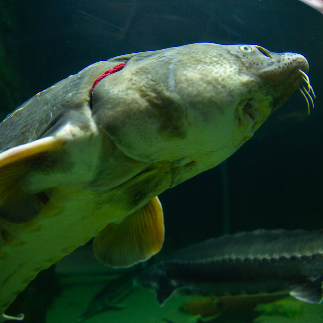 A large white sturgeon being held by an angler on a river — one of North America's most prized freshwater game fish, capable of growing over 20 feet long and weighing 1,000+ pounds